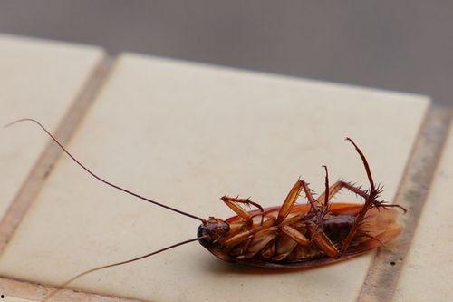 娱乐吃瓜酱蟑螂咬人,蟑螂咬人事件背后的惊人真相