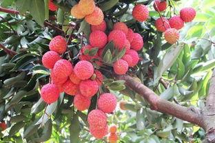 娱乐吃瓜酱桂花树下,桂花树下，揭秘娱乐圈那些不为人知的秘密