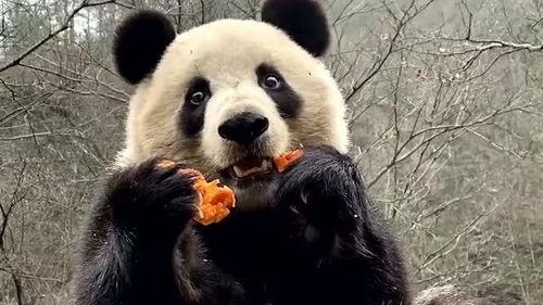 熊猫娱乐吃瓜酱,揭秘娱乐圈幕后故事