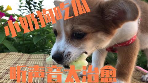 吃瓜娱乐狗,揭秘娱乐圈背后的那些事儿