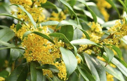 娱乐吃瓜酱桂花树下,桂花树下，揭秘娱乐圈那些不为人知的秘密